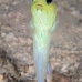 jawfish_yellowhead_dw_wc_v_0128_tci0463.jpg